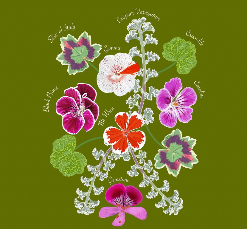 Cathy Whittall Growing Crazy for Pelargoniums