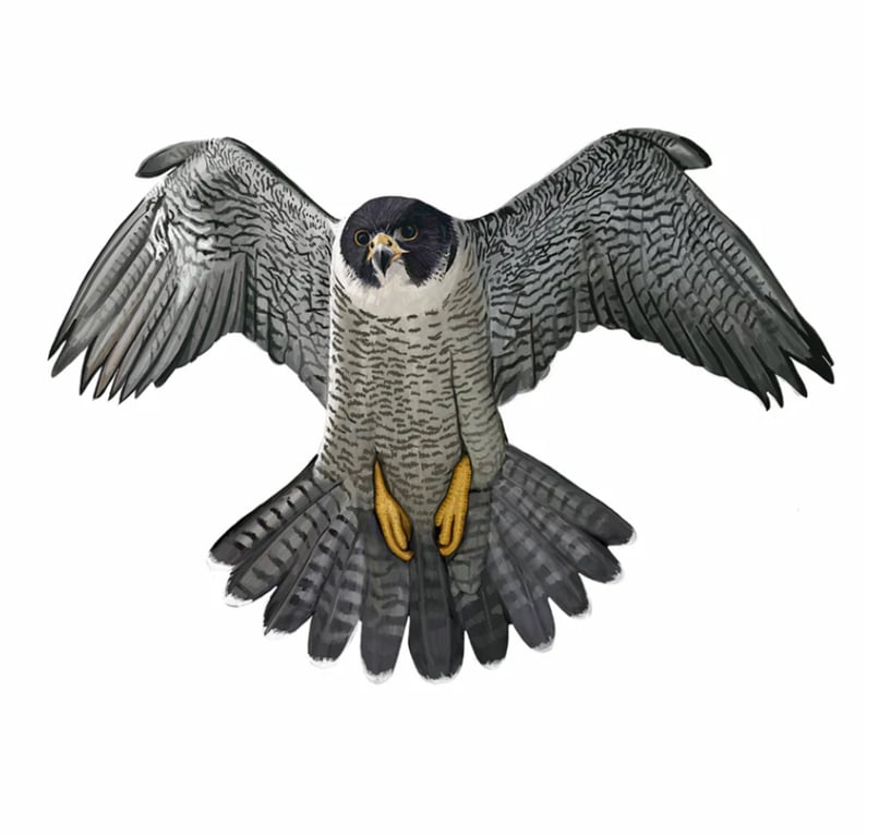 Cathy Whittall Peregrine in flight