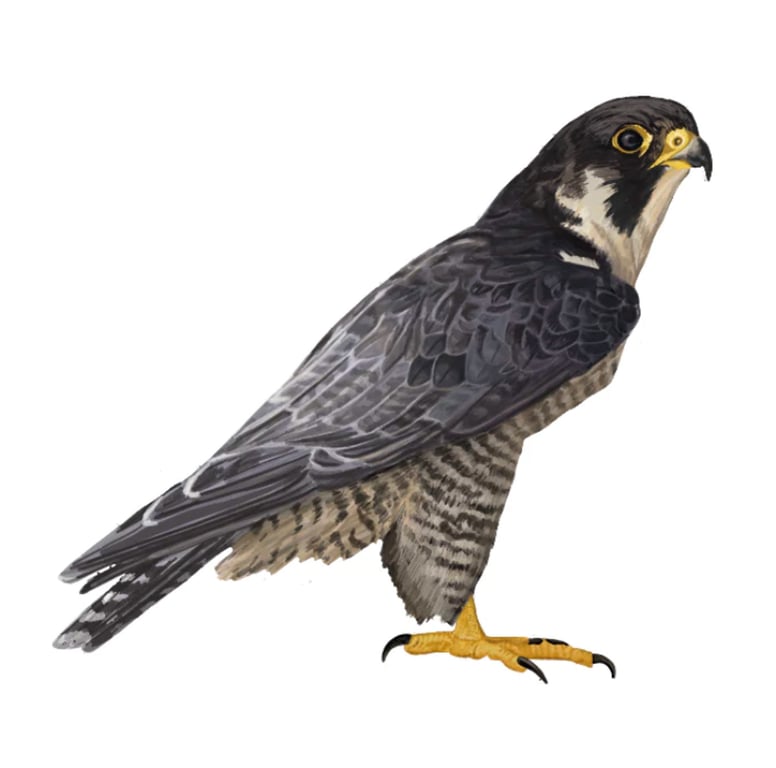 Cathy Whittall Peregrine Falcon