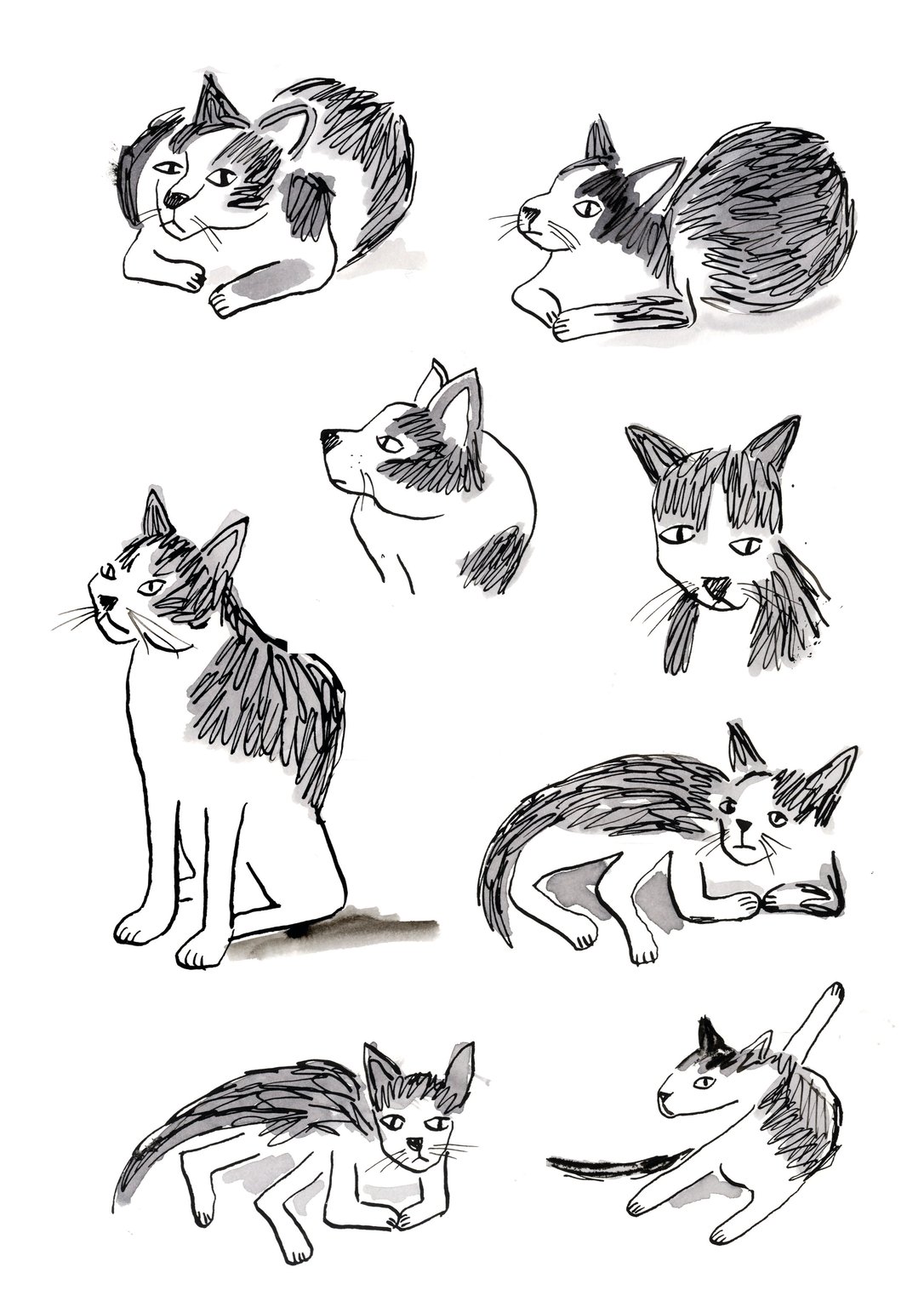 Catherine McArdle Cat_2