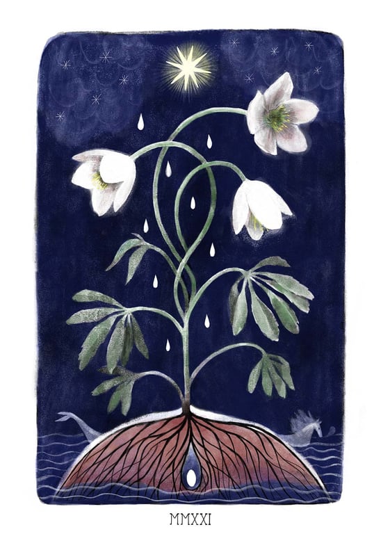 Isabel Bouttens Helleborus