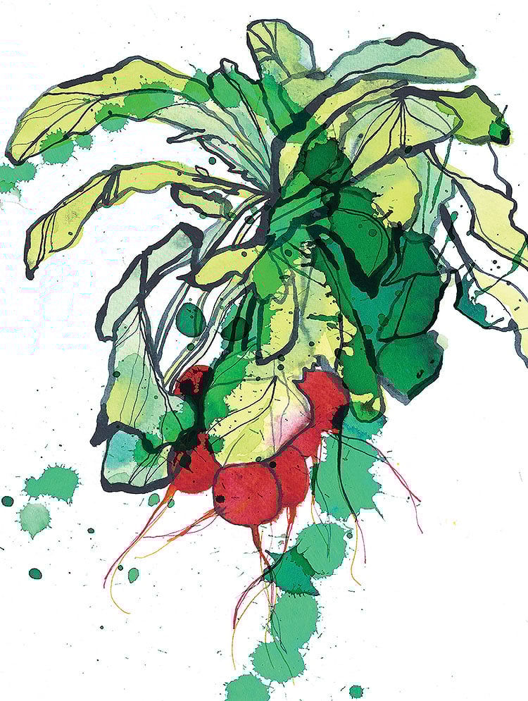 Eva Kelly Cook Book Radish