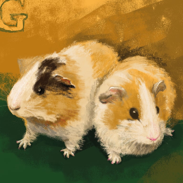 Tanya Cornish Guinea pigs