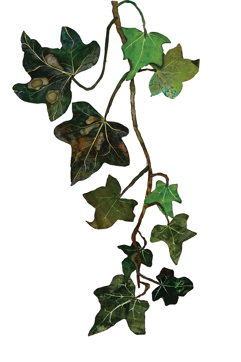Fiona McTaggart Ivy