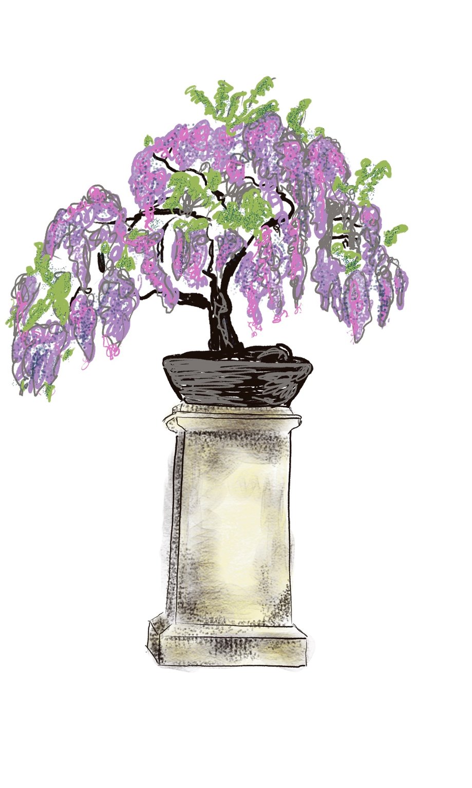 Lois Pawson Wisteria, Valley Gardens