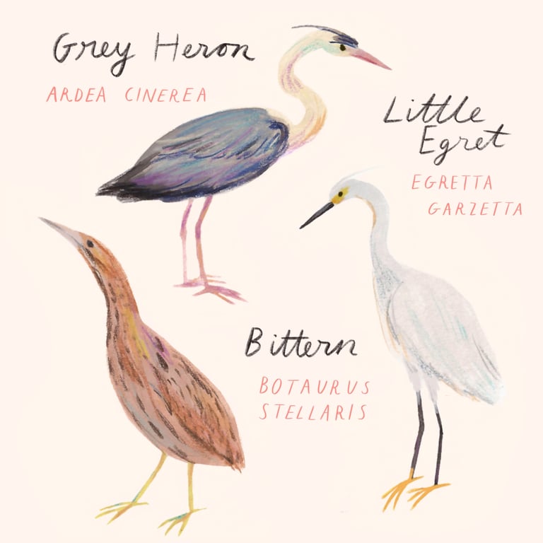Louise Gouet Heron-like Birds