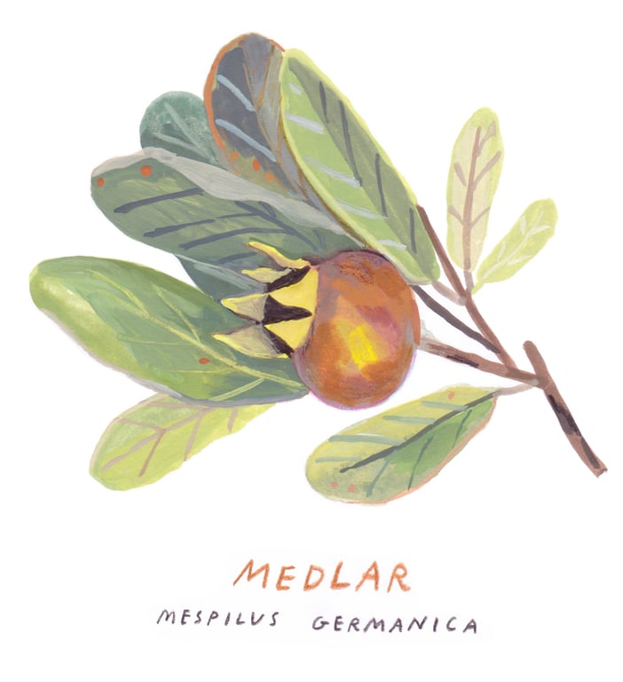 Louise Gouet Medlar Study