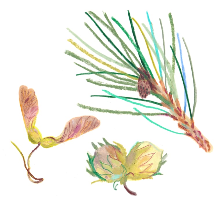 Louise Gouet Nature Finds