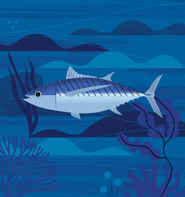 Kati Närhi Albacore