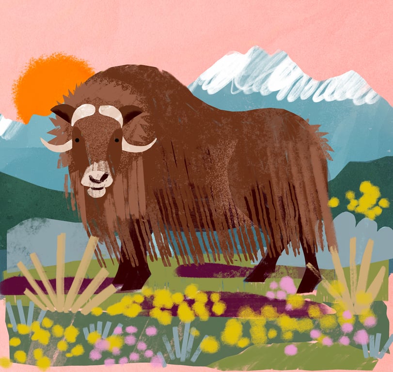 Alissa Thaler Muskox-summer-1000px