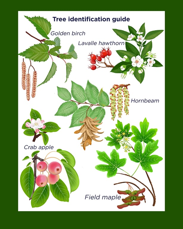 Cathy Simpson Tree identification guide to planting area