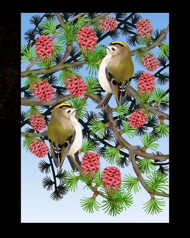 Cathy Simpson Goldcrests in larch