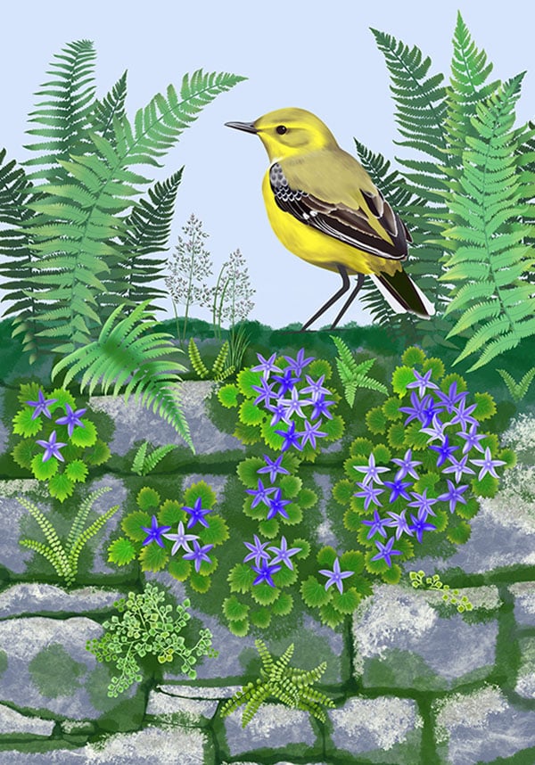Cathy Simpson Yellow Wagtail