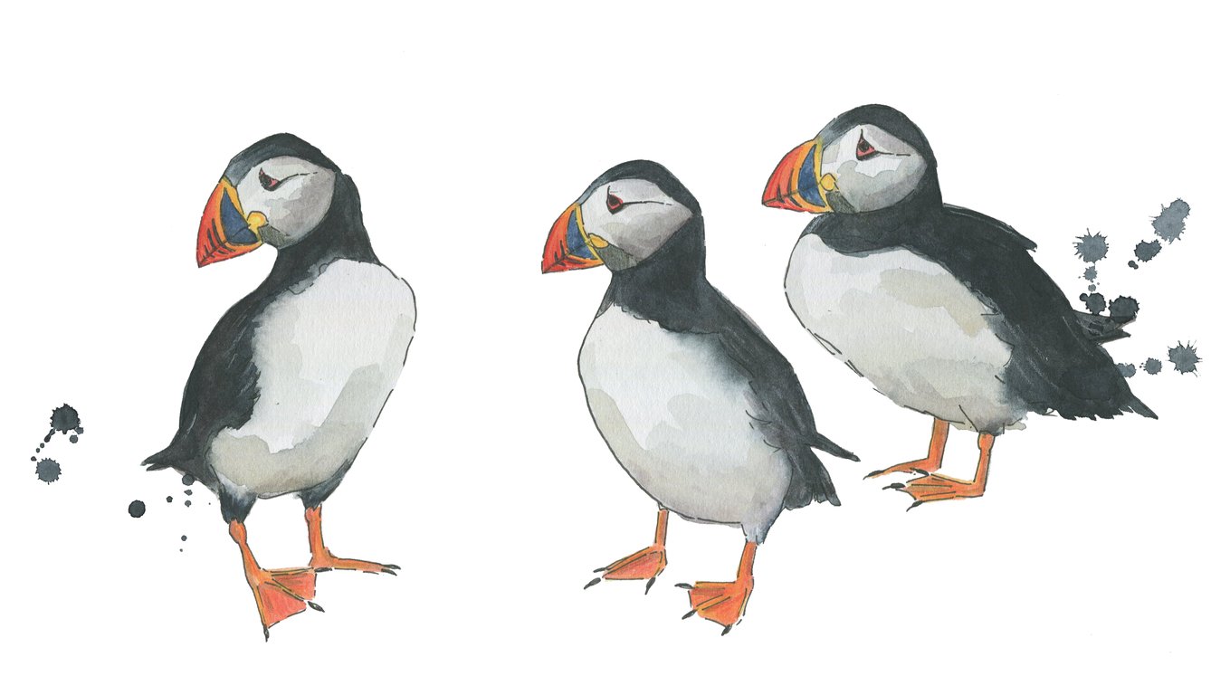 Sarah Dowling Puffins