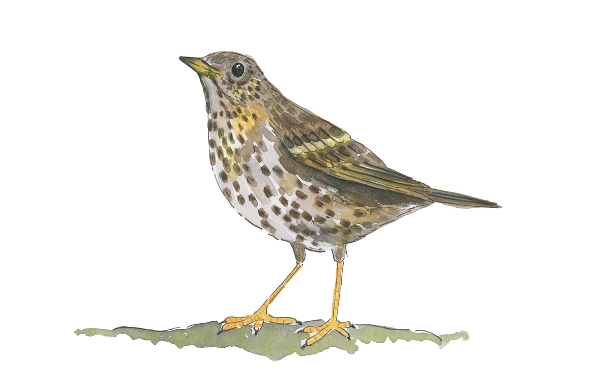 Sarah Dowling Songthrush