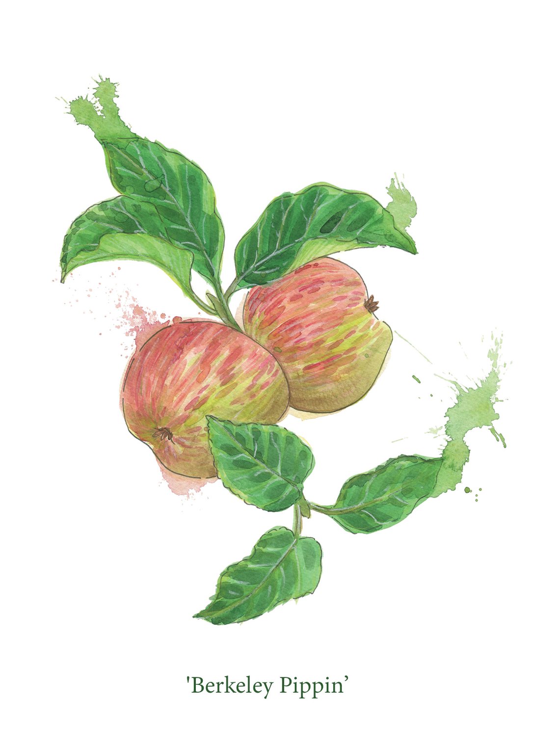 Sarah Dowling Apples