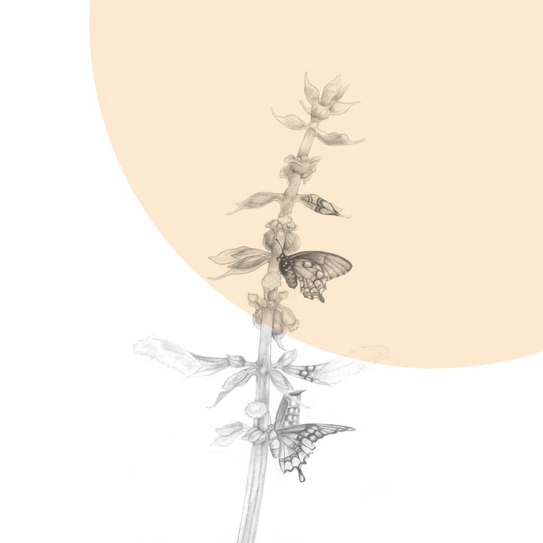 Charlotte Poppy Illustration Little Wing