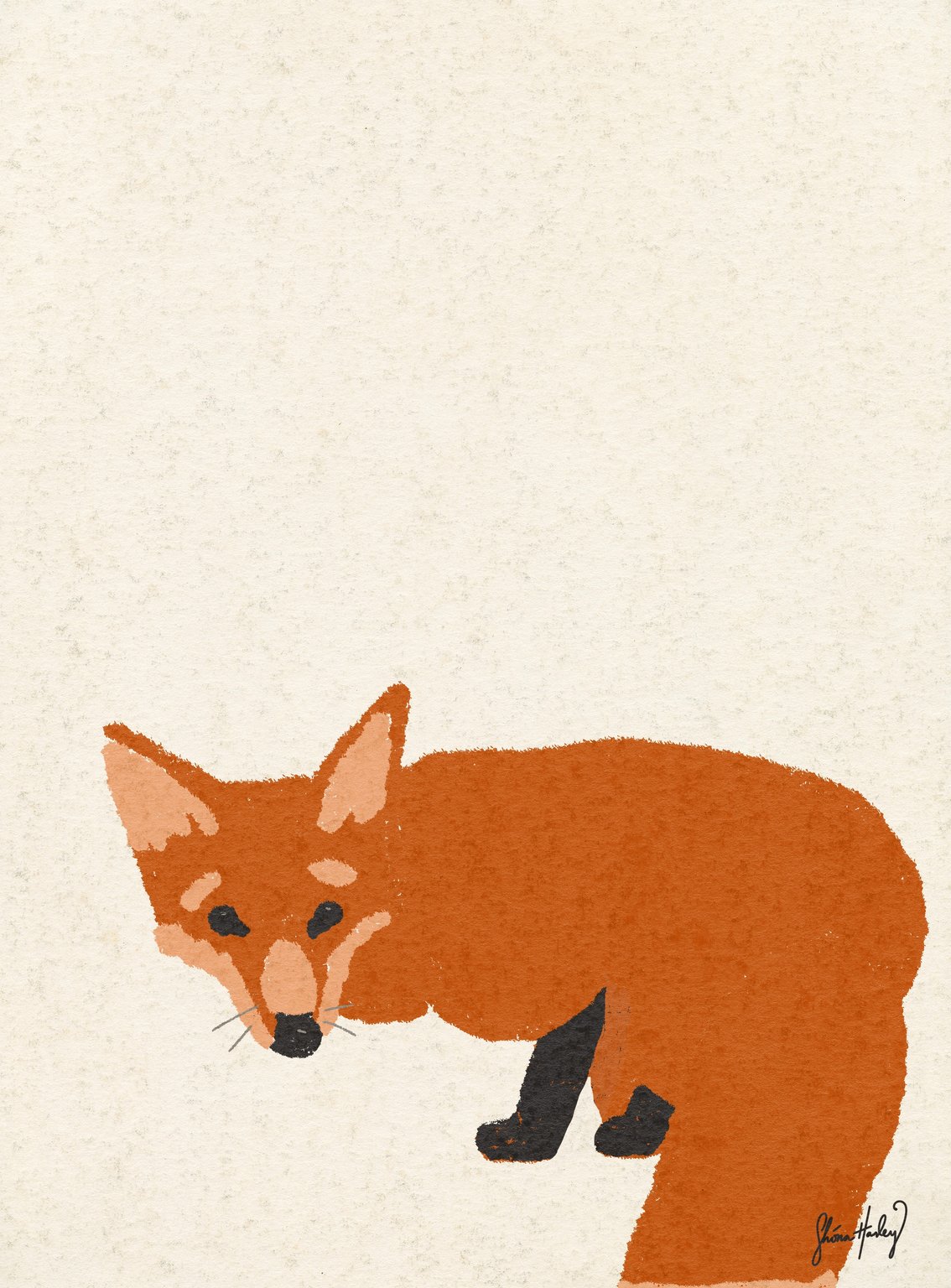 Shóna Hanley fox_shonahanley