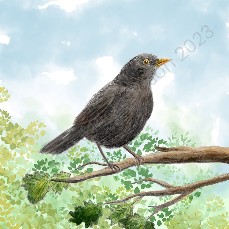 Emma J Richardson Blackbird