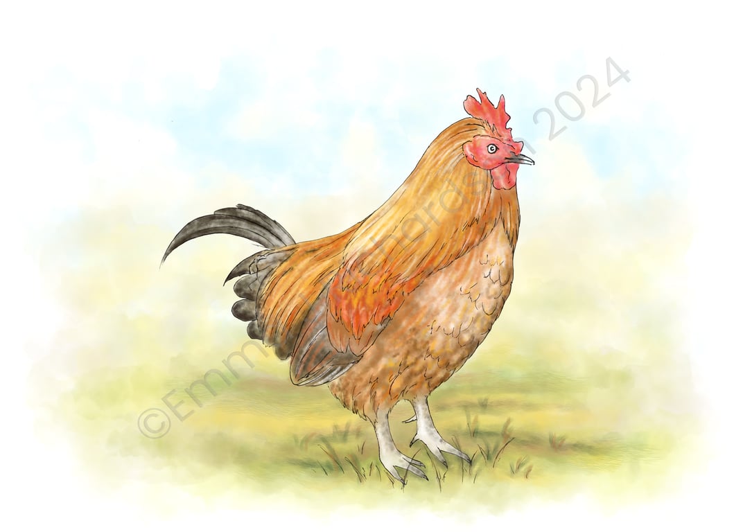 Emma J Richardson Farmyard chicken