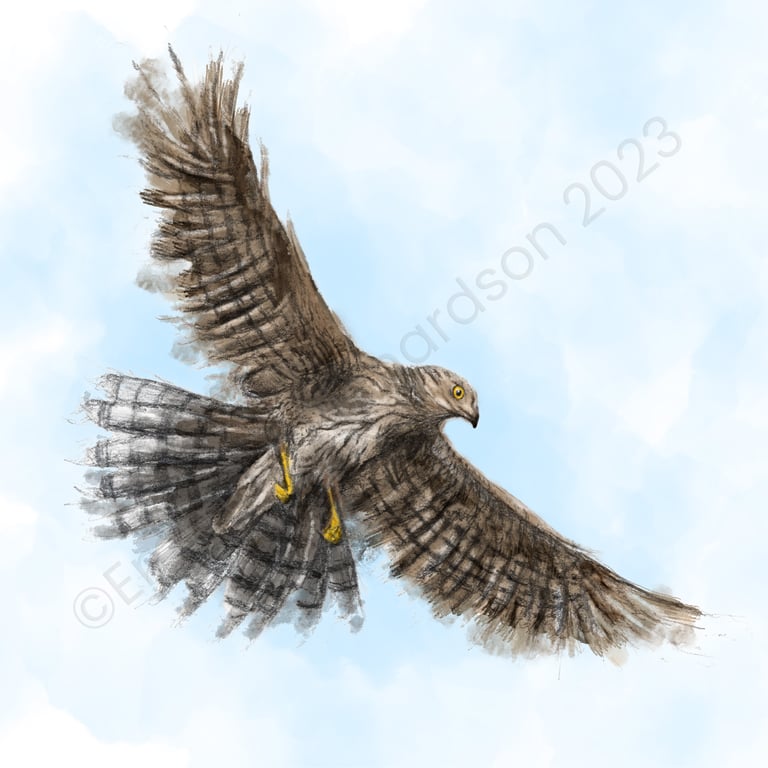 Emma J Richardson Goshawk