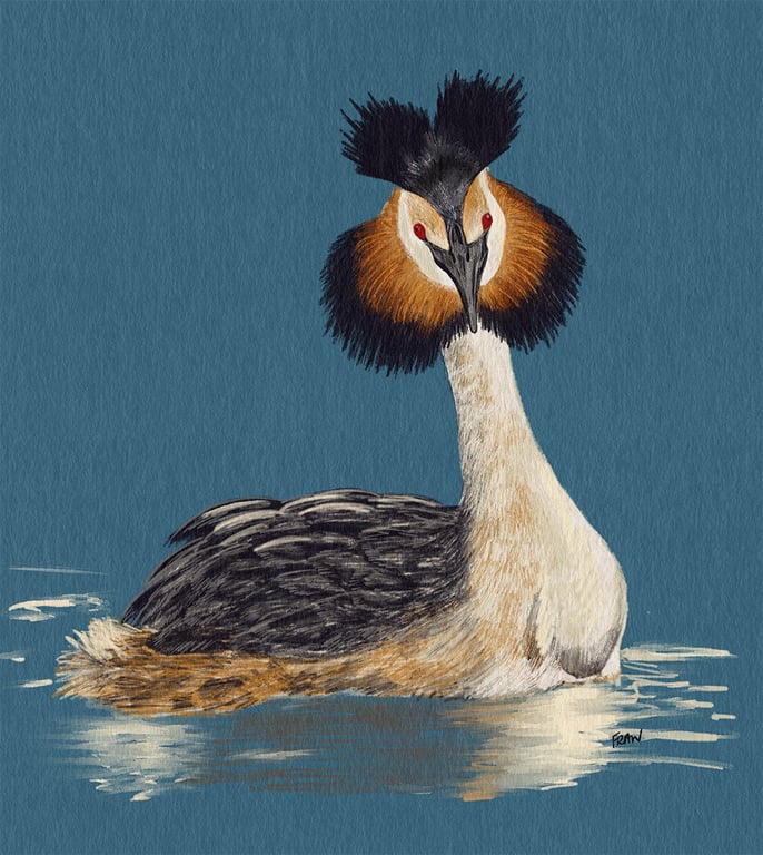 Frances Marcellin Great Crested Grebe