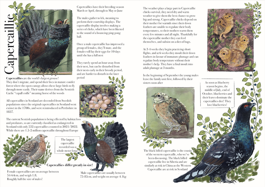 Rachel Mills Capercaillie Page Spread