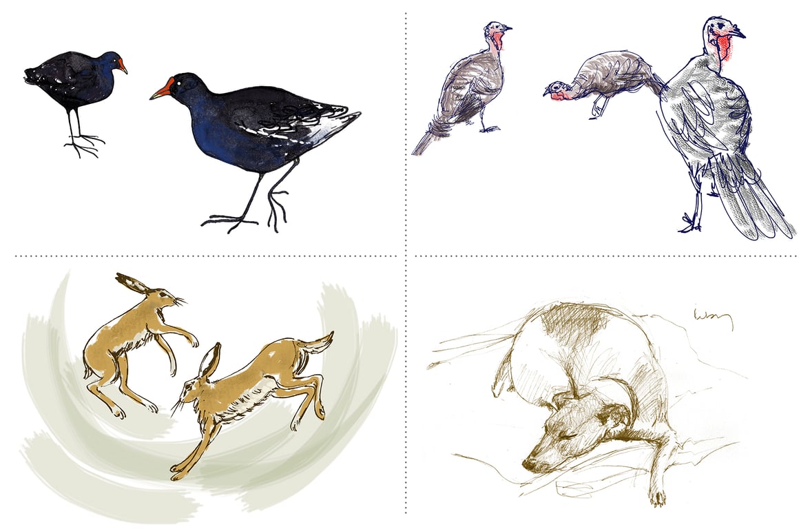 Ailbhe Phelan Animals