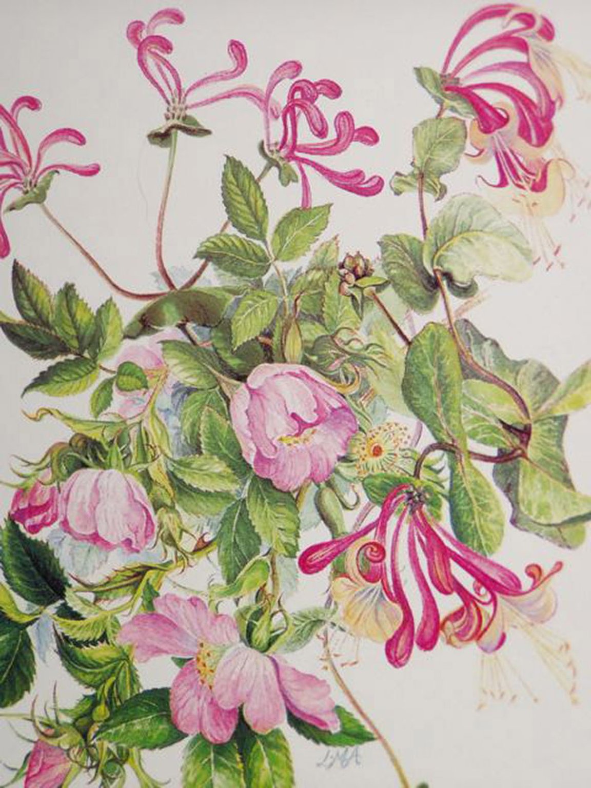 Linda Mary Ashdown Honeysuckle and Dog Roses