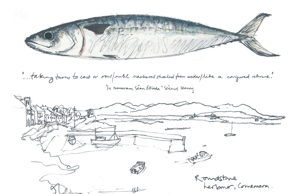 Ailbhe Phelan Mackerel fishing harbour