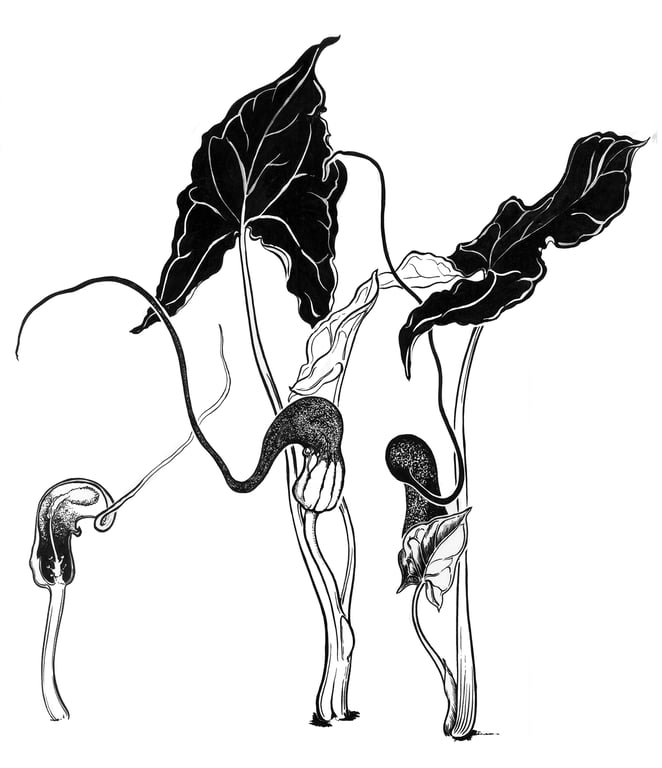 Margaret Jones Mouse tail plant