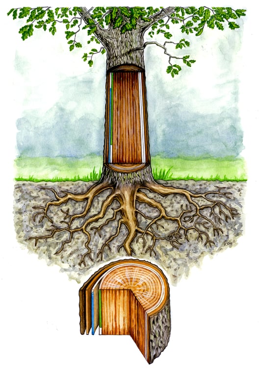 Barry Small Tree trail educational cross section