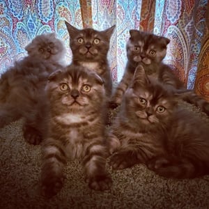 Five cats together with a pattern background