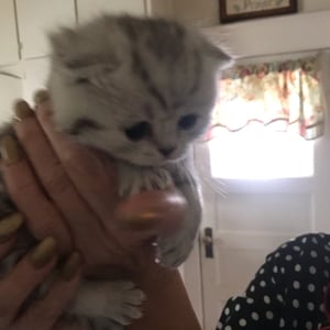 A small white kitten in a women's hands