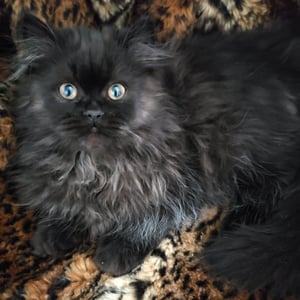 A black gray cat on a soft blanket