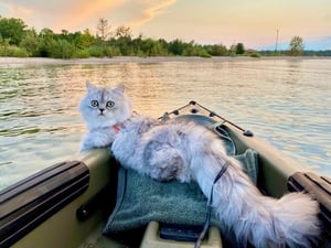 A cat lounging on the front of a boat on a lake