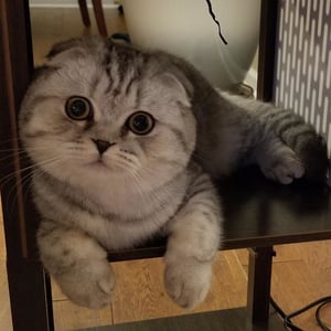 A gray cat laying on the second shelf of a unit