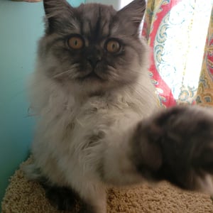 A smoky-gray colored cat with its paw extended as if taking a selfie