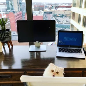 A cat sitting in front of a computer overlooking the city