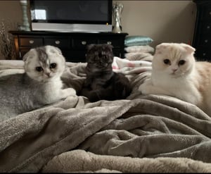Three cats on a blanketed bed