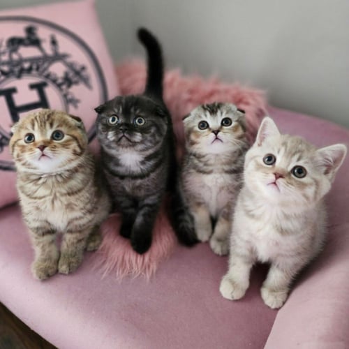 Four kittens on a pink couch staring up at someone