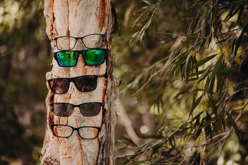 Five pairs of eyeglasses and sunglasses are hanging vertically on the bark of a tree outdoors at Ocean View Estates.