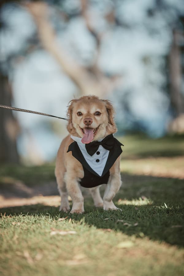 A small dog wearing a black tuxedo with a bow tie stands on grass, leash attached, outdoors with blurred trees in the background.