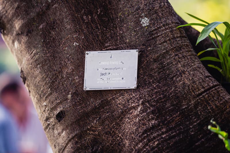 Close-up of a plaque mounted on a tree trunk at Toowong Rowing Club with blurred background and some green foliage visible.