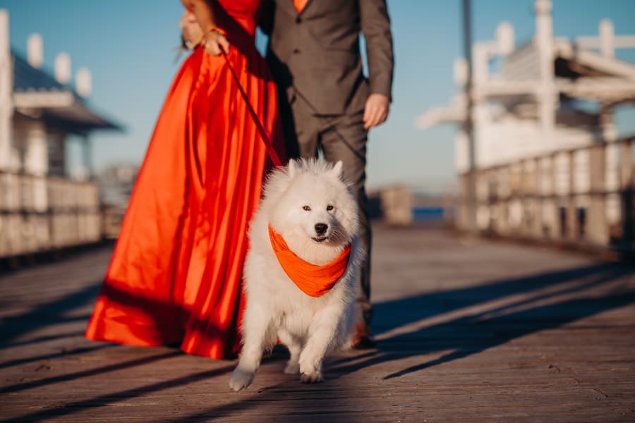 A fluffy white dog with an orange bandana runs happily on the jetty, with the couple in the background.