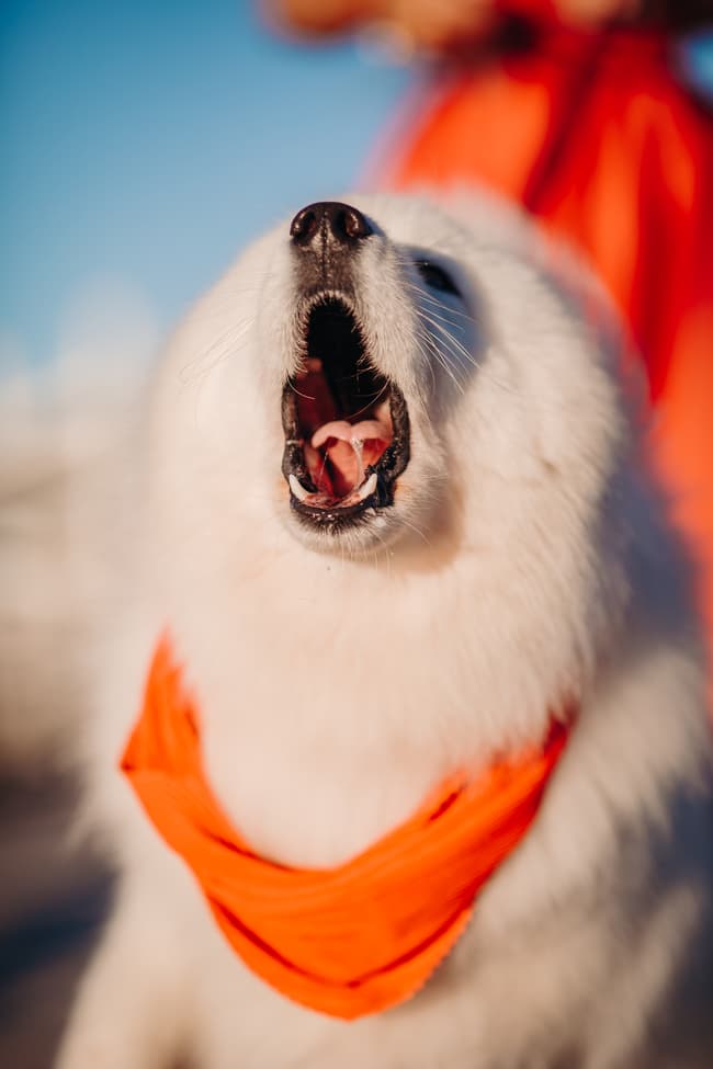 Close-up of a fluffy white dog wearing an orange bandana, mouth open as if barking or yawning.