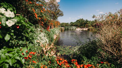 Plan a Spring Engagement Session in Brisbane