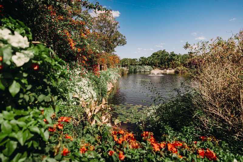 Lakeside view at Eatons Hill Hotel featuring a pond with lily pads, surrounded by lush greenery and vibrant orange and white flowers under a clear blue sky.
