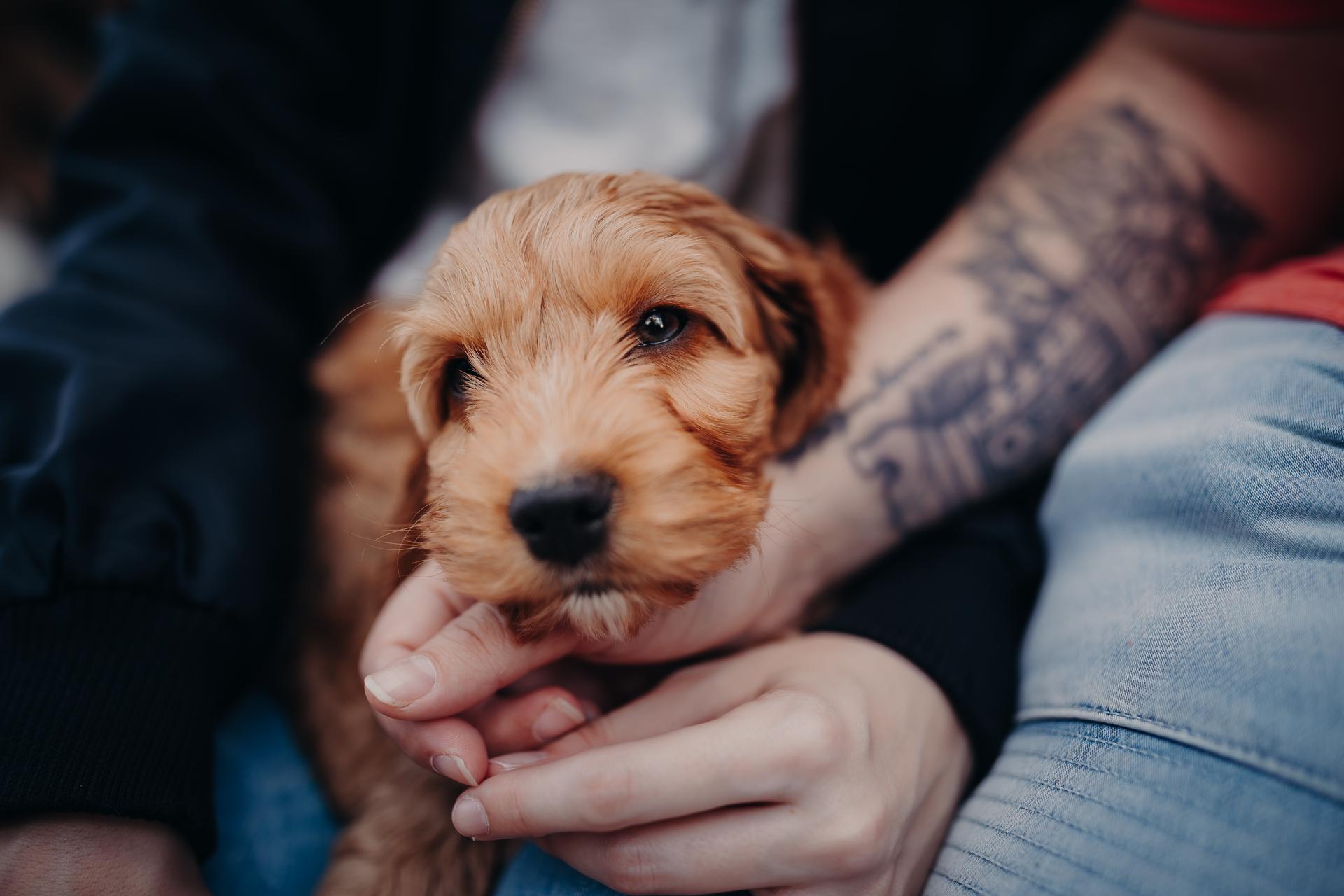 Close-up of a small dog being gently held by the couple, with focus on the dog's face and hands.