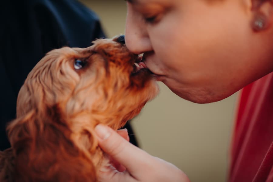 A close-up of a person kissing a small dog, capturing a playful and affectionate moment.